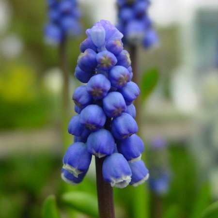 Muscari Superzvezda