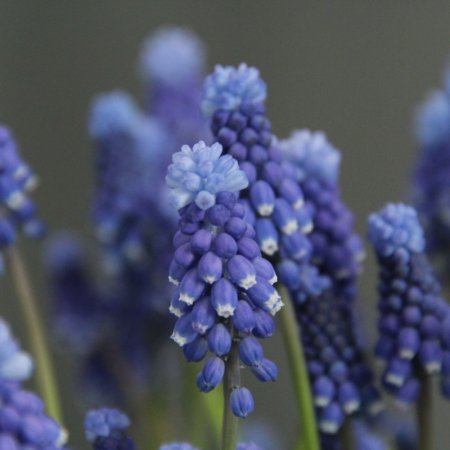 Muscari Superzvezda