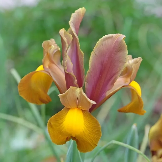 Iris Bronasti Popolnost