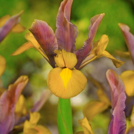 Iris Bronasti Popolnost