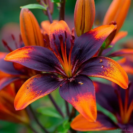 Lilij Forever Susan