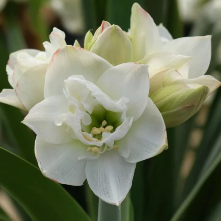 Amarilis Akiko