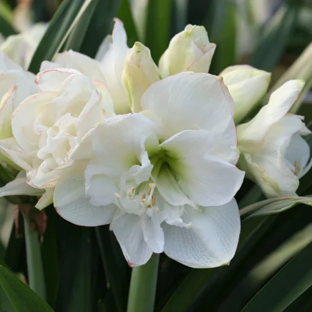 Amarilis Akiko
