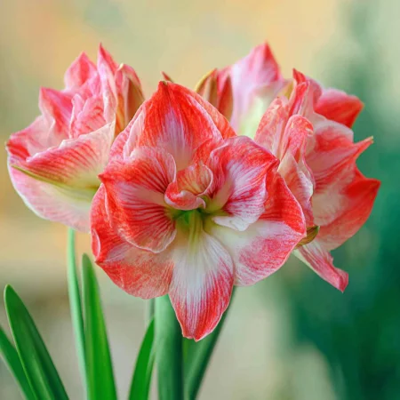 Amarilis Lady Jane