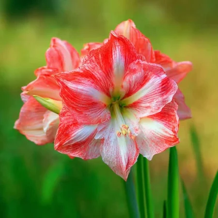 Amarilis Lady Jane
