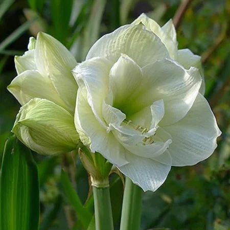 Amarilis Marilyn