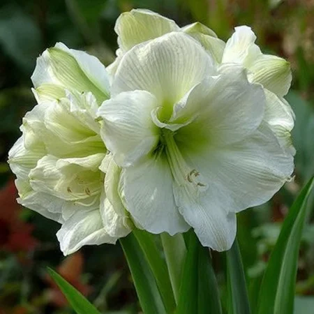 Amarilis Marilyn