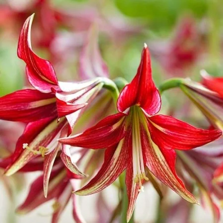 Amarilis Kuito
