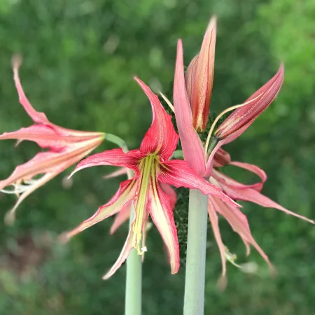 Amarilis Kuito