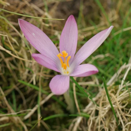 Žafran Roseus