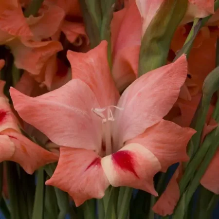 Gladiola Natali