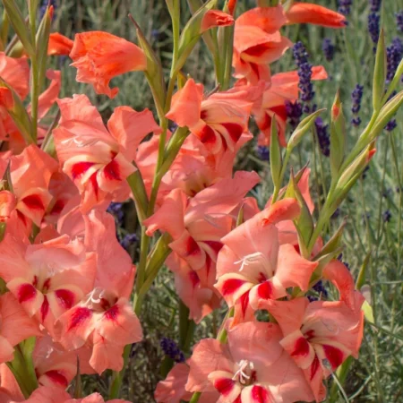 Gladiola Natali