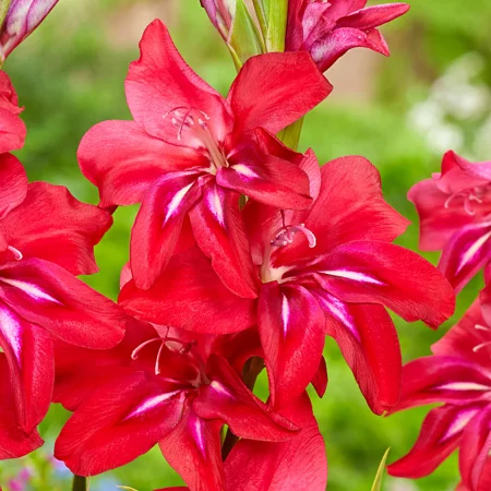 Gladiola Robineta