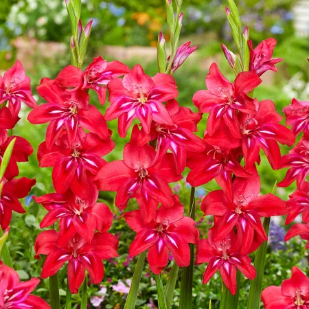 Gladiola Robineta