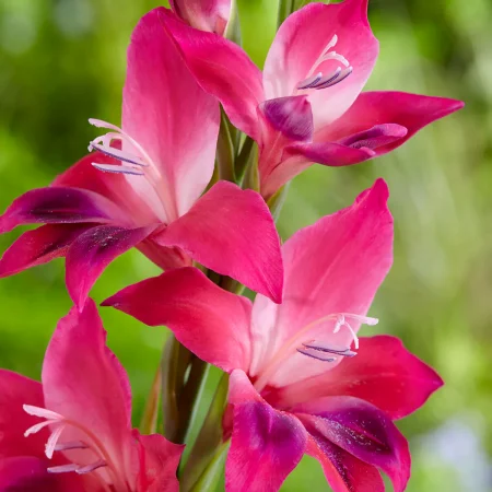 Gladiola Vulkan