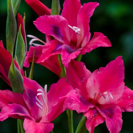 Gladiola Vulkan