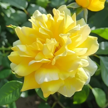 Vrtnica Rumena Fantazija - gola korenina