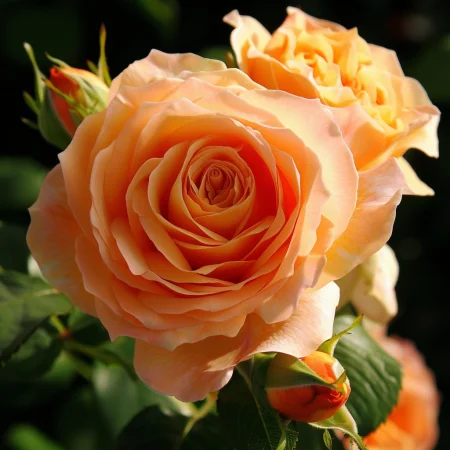 Vrtnica Majhen Imperator - gola korenina