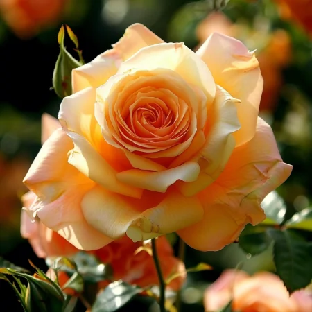 Vrtnica Majhen Imperator - gola korenina