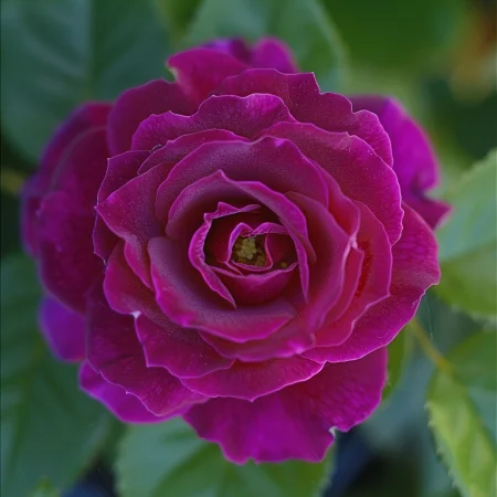 Vrtnica Svetla Nežnost - gola korenina