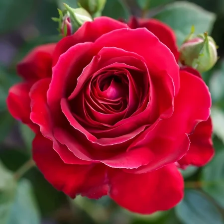 Vrtnica Vino in Smetana - gola korenina