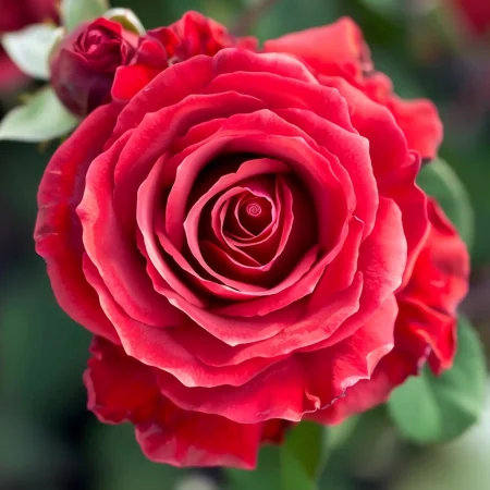 Vrtnica Vino in Smetana - gola korenina