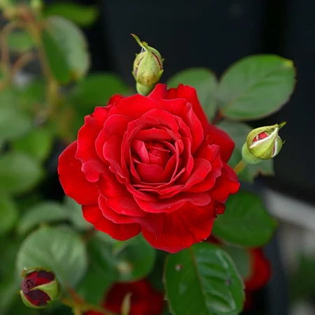 Vrtnica Rdeči Sijaj - gola korenina