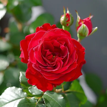 Vrtnica Rdeči Sijaj - gola korenina