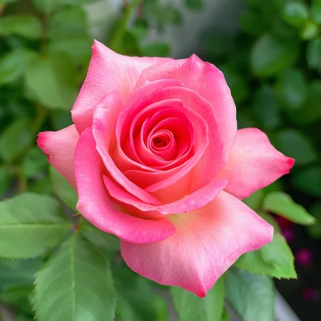 Vrtnica Roza Snežinka - gola korenina