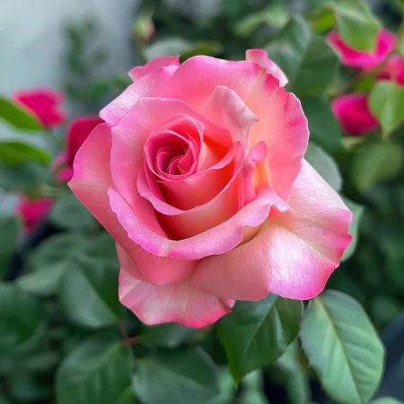 Vrtnica Roza Snežinka - gola korenina