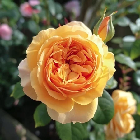 Vrtnica Zlati Eliksir - gola korenina