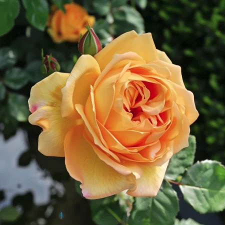 Vrtnica Zlati Eliksir - gola korenina