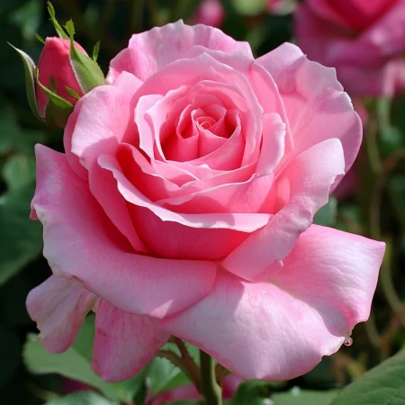 Vrtnica Večna Princesa - gola korenina