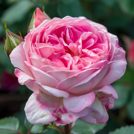 Vrtnica Pink Sentinel - gola korenina