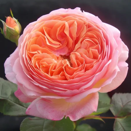 Vrtnica Perlana Rosa - gola korenina