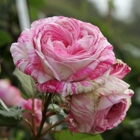 Vrtnica Cvetni Vihar - gola korenina