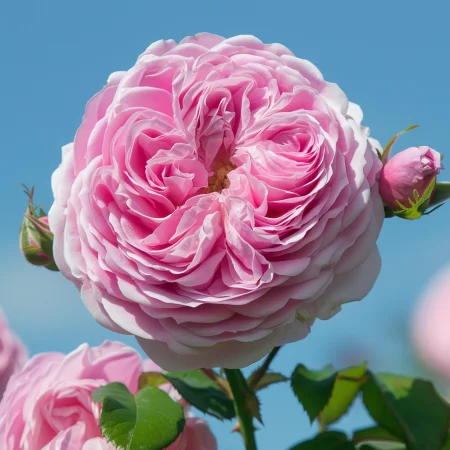 Vrtnica Kraljevska Esenca - gola korenina