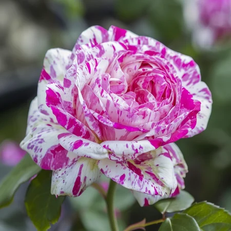 Vrtnica Bologne Lavender - gola korenina