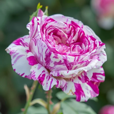 Vrtnica Bologne Lavender - gola korenina