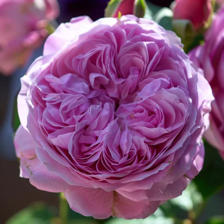 Vrtnica Rožnata Magija - gola korenina