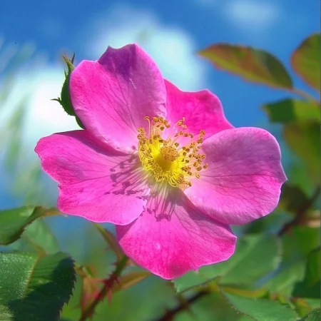 Vrtnica Shakespearejeva vrt - gola korenina