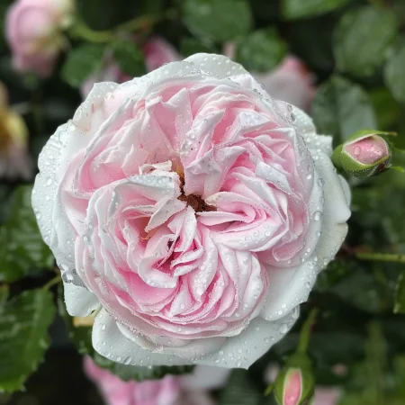 Vrtnica Srebrni Roza Sijaj - gola korenina