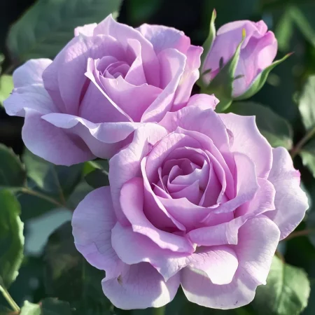 Mini vrtnica Vionira na golih koreninah