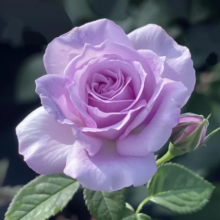 Mini vrtnica Vionira na golih koreninah