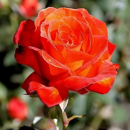 Mini vrtnica Pirelora na golem korenu