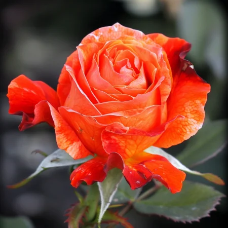 Mini vrtnica Pirelora na golem korenu