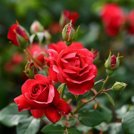 Mini vrtnica Roventira na golem korenu